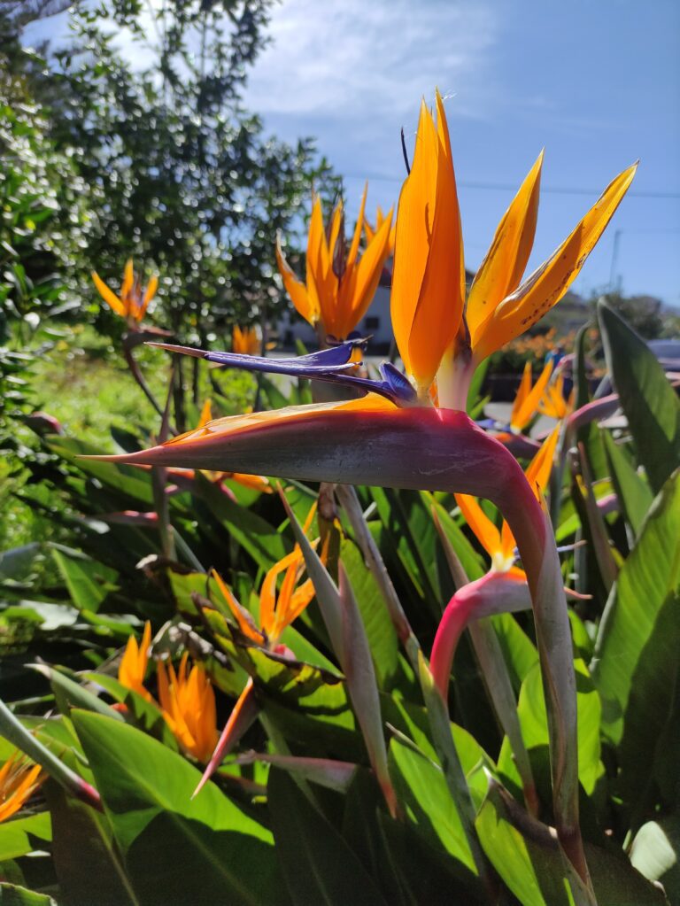 Kwiaty Madery, Strelicja królewska