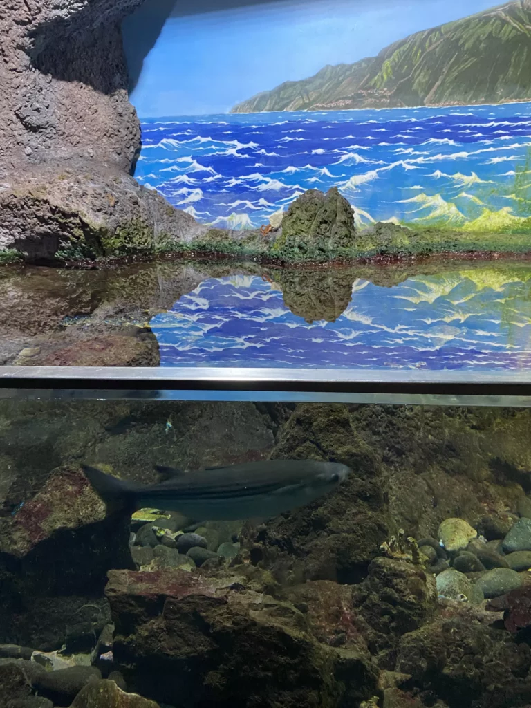 Oceanarium na Maderze